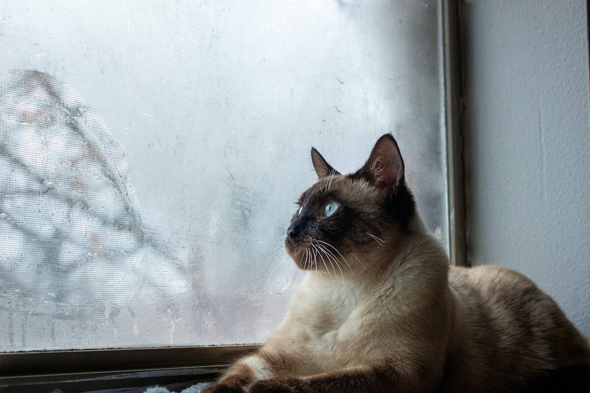 A Seal Point Siamese lies like the Sphynx next to a foggy window