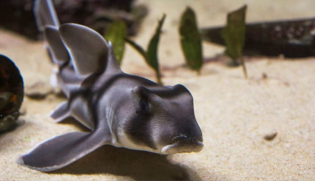 Port Jackson Shark (Heterodontus portusjacksoni)