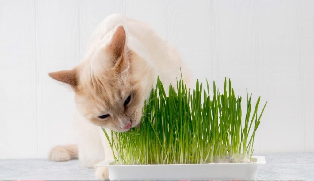 beige cat eating cat grass