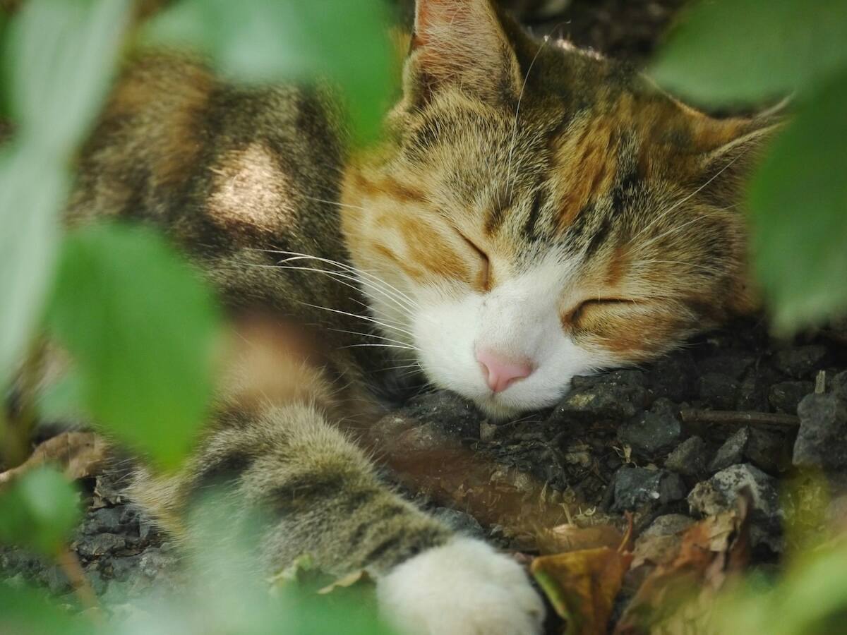 A calico tabby cat asleep on a branch