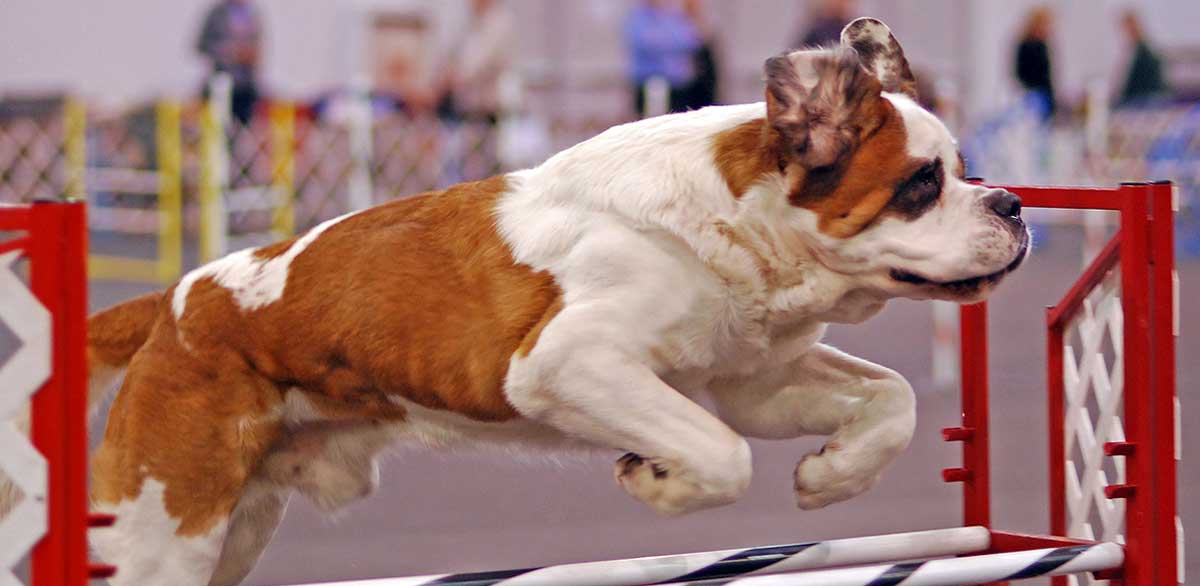 dog at agility