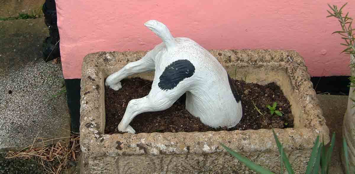 dog digging in a planter