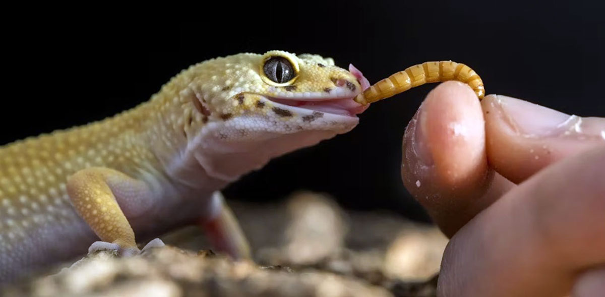 gecko eating worm