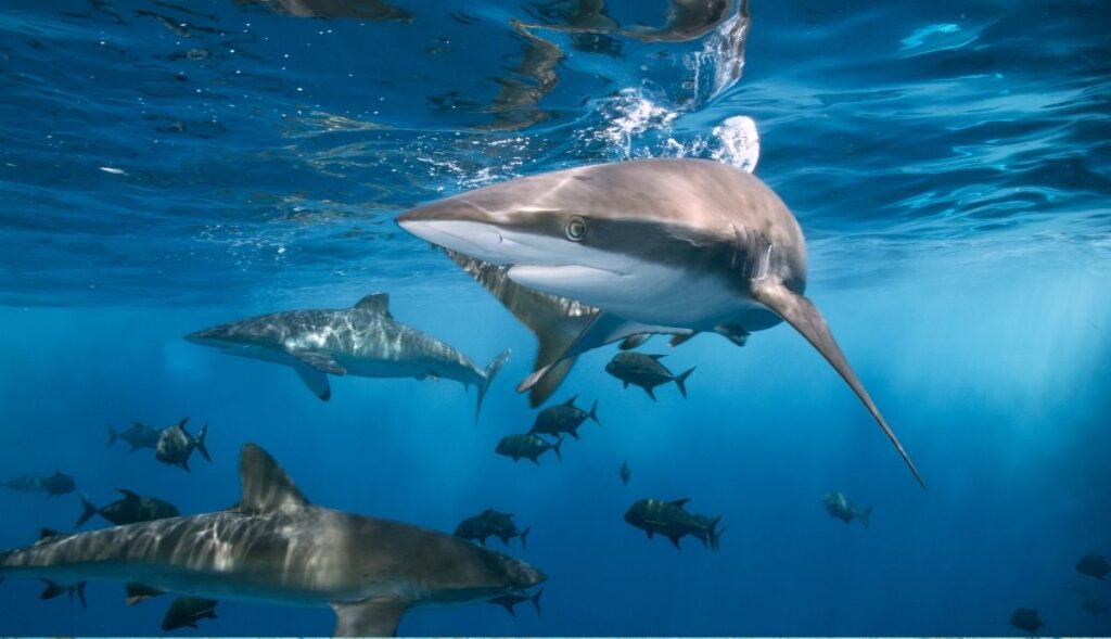 sandbar shark