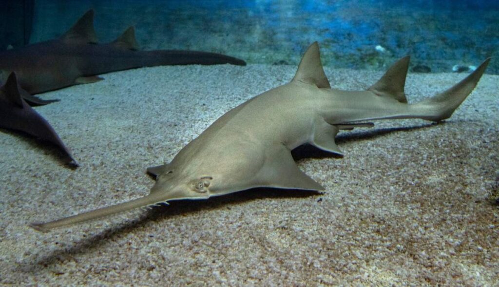 sawfish