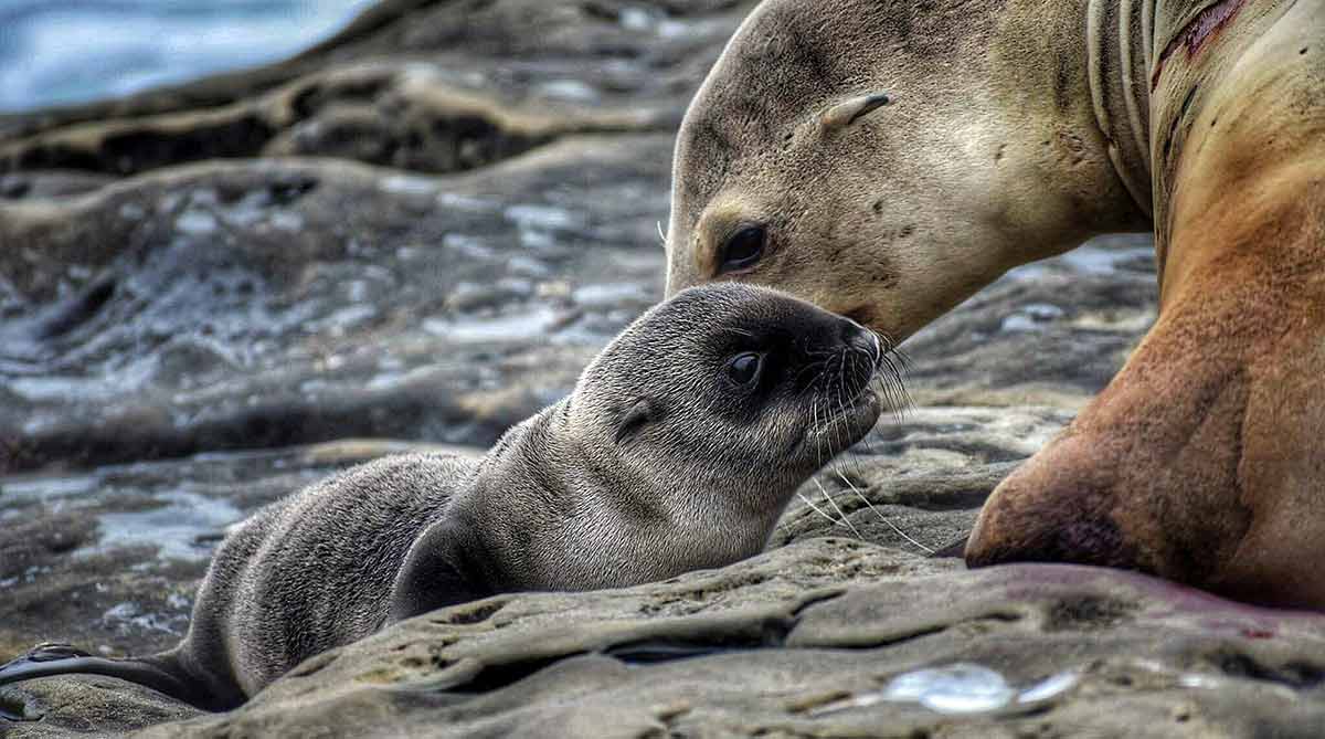 sea lion mom pup