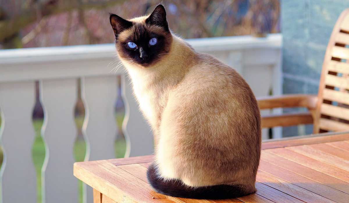 siamese cat