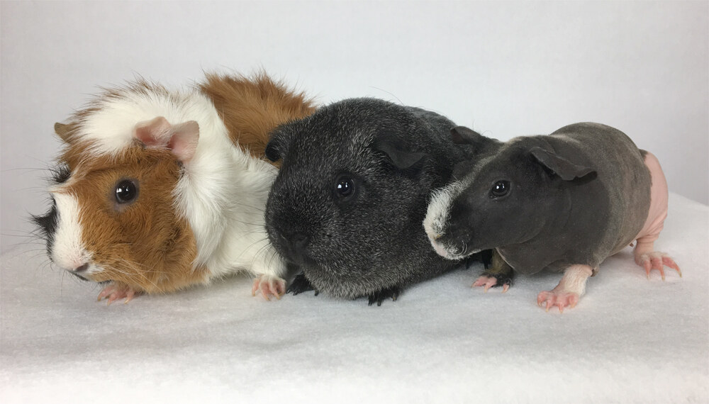 A longhaired, shorthaired, and hairless guinea pig standing side by side