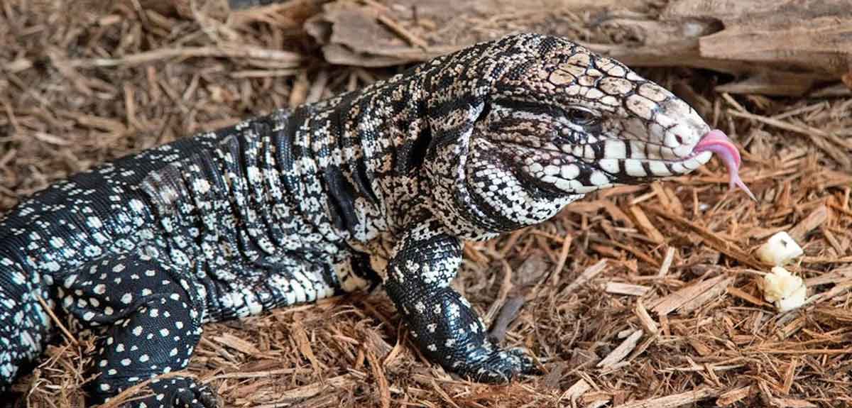 argentine tegu tongue sticking out