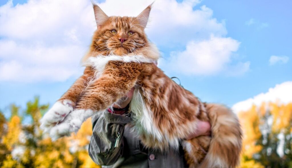 large orange Maine coon cat (1)