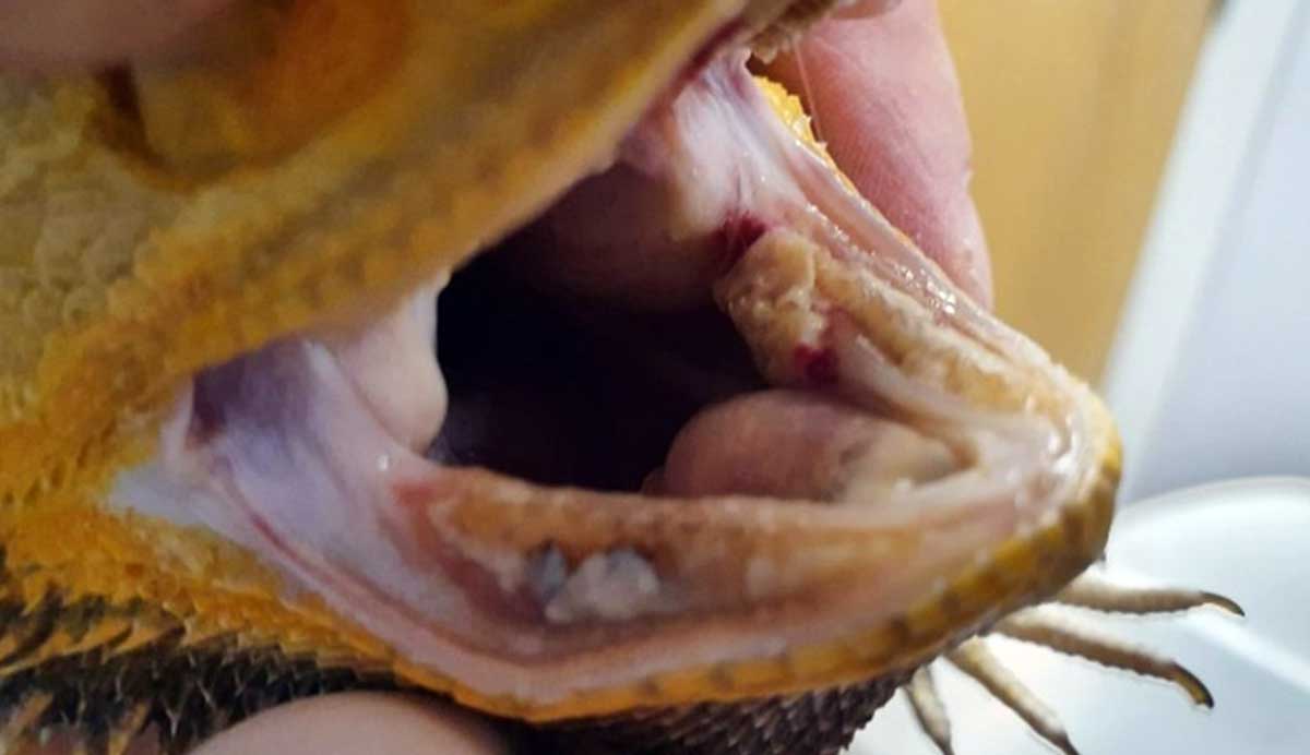 bearded dragon mouth rot