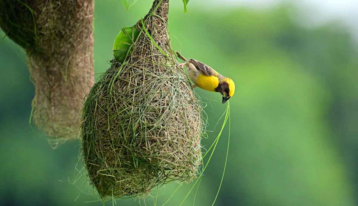 bird making intricate nest