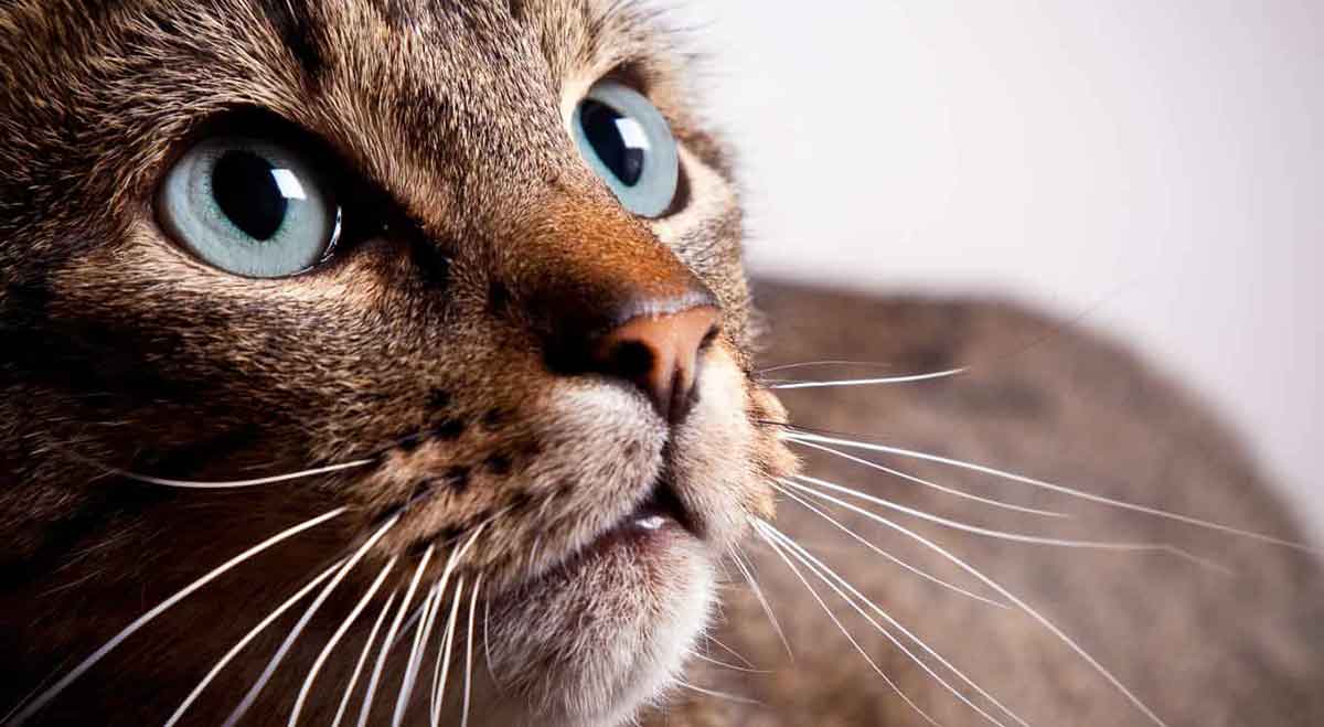 cat face closeup