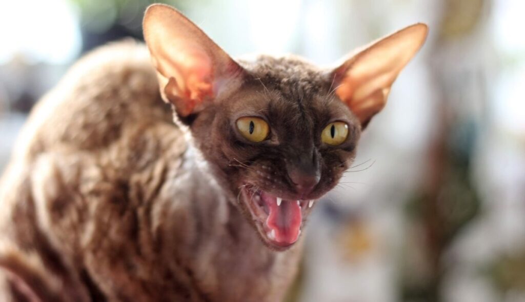 cornish rex (2)