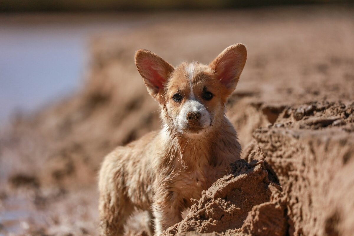 A small dog is digging at the beach