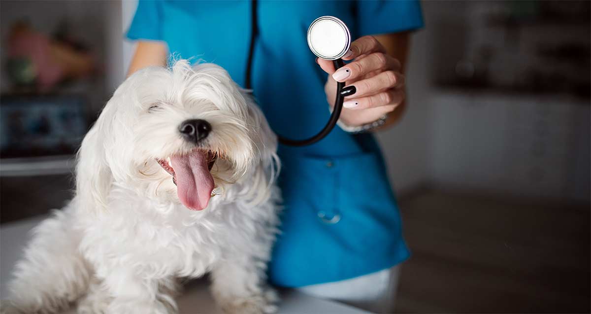 dog portrait with a veterinarian in blue uniform holding a stethoscope