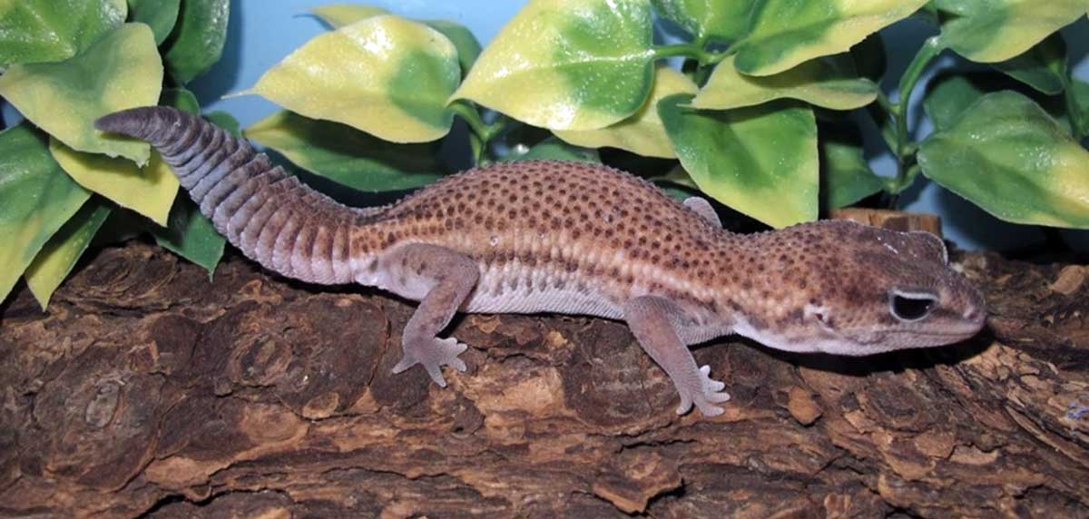 gecko by plant