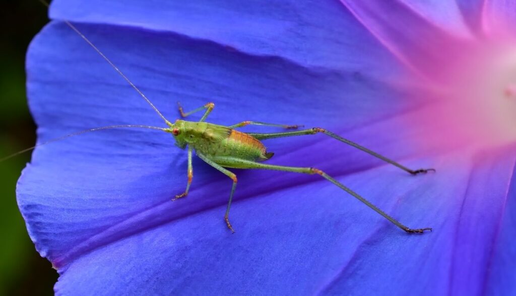 grasshopper in blue and purple flower