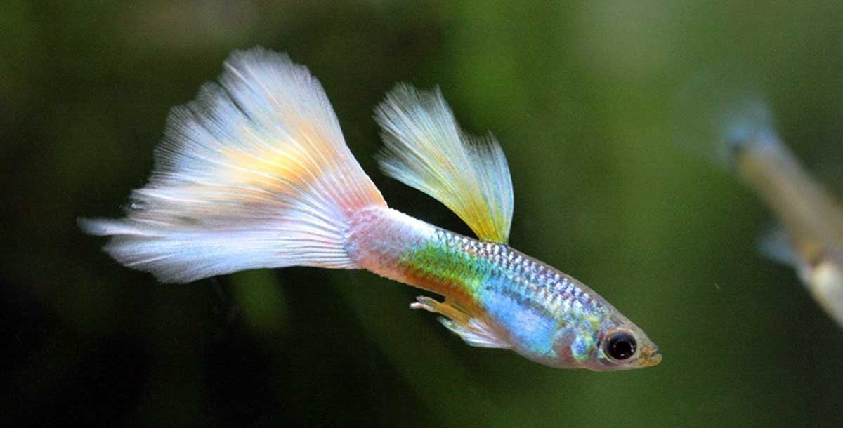iridescent guppy
