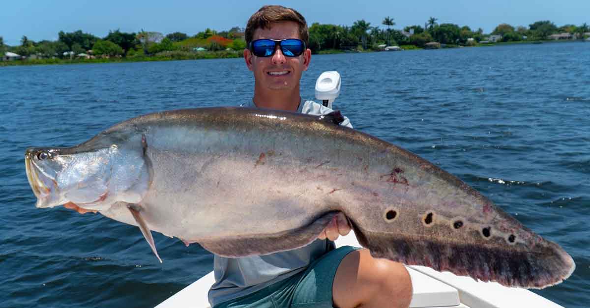 large knifefish