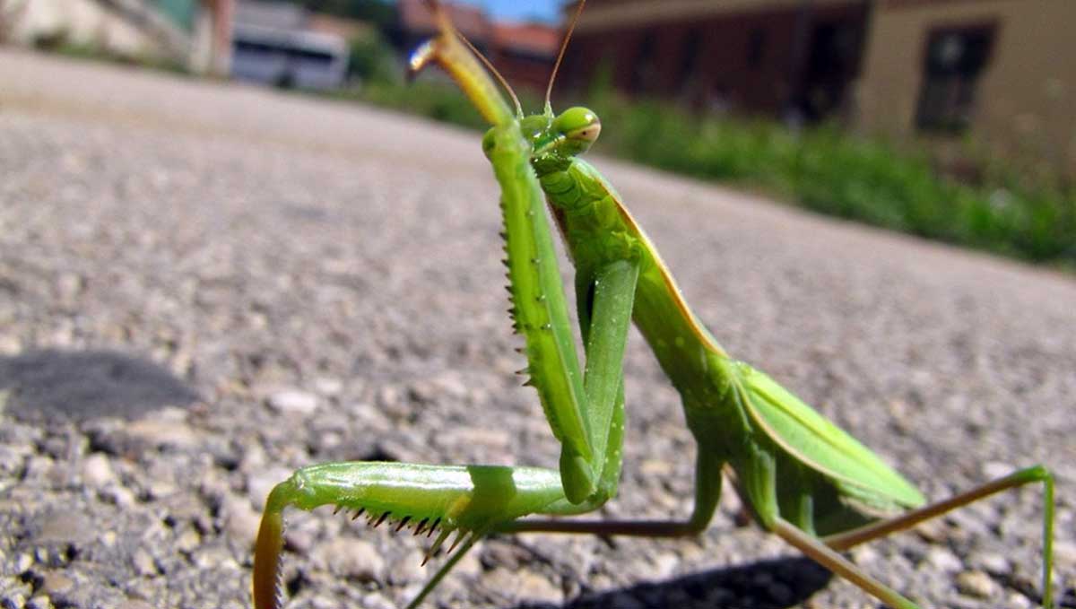 mantis on sidewalk