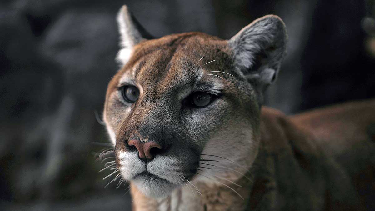 mountain lion profile