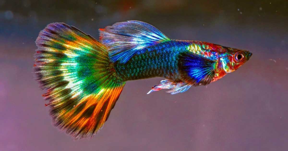 rainbow guppy