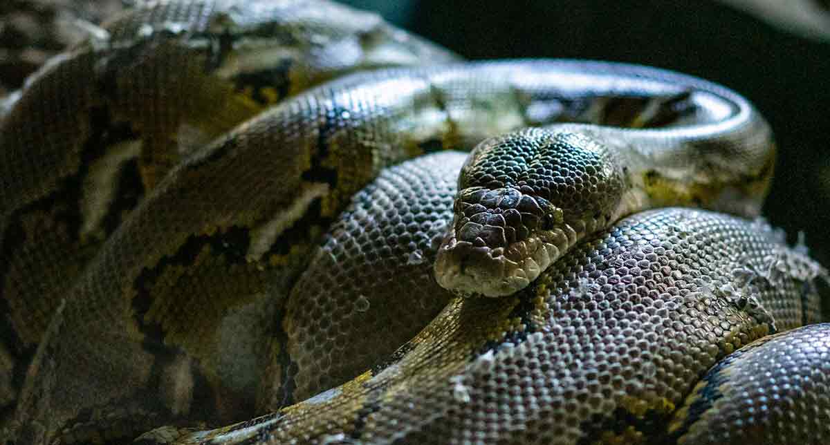 reticulated python