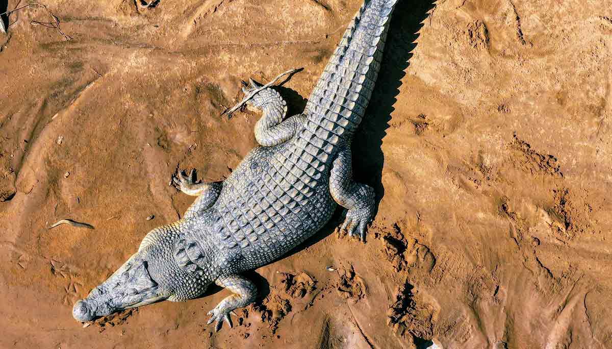 saltwater crocodile