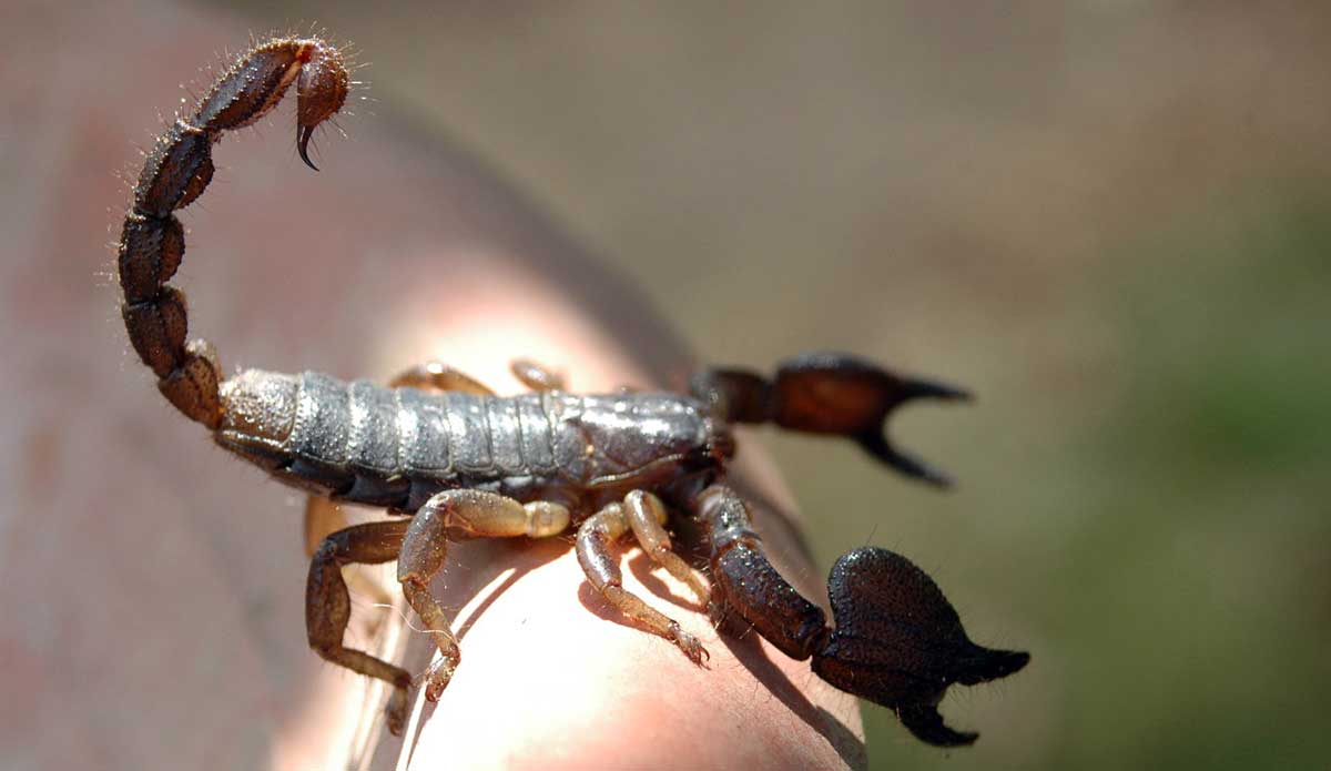 scorpion lifting tail