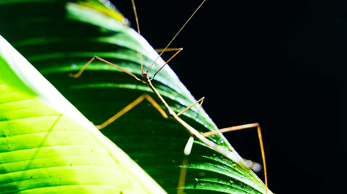 stick insect