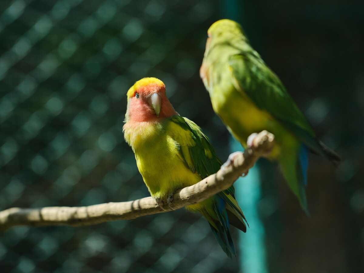 two lovebirds on a branch