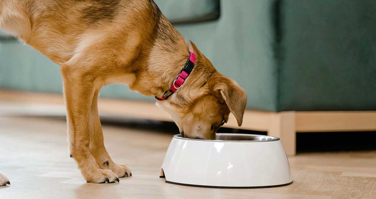 BROWN DOG EATING