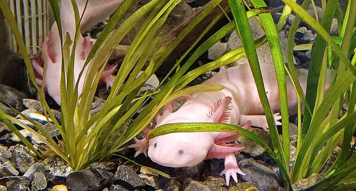 axolotls on display