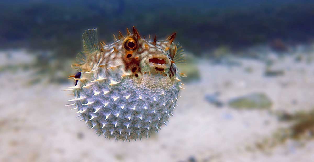 blown up pufferfish