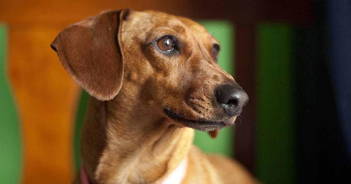 dachshund looking right