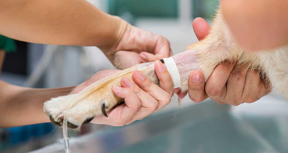 dog leg catheter iv