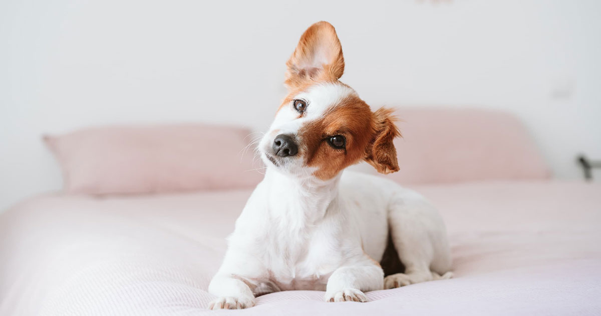 dog lying down