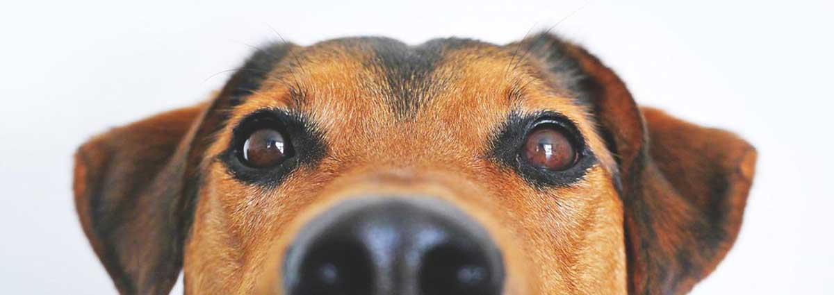 dogs eyes healthy