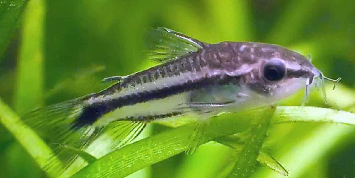 dwarf pygmy corydoras