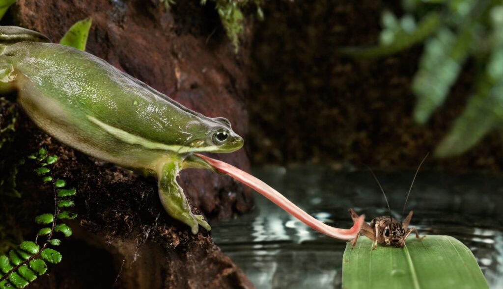 frog eating grasshopper