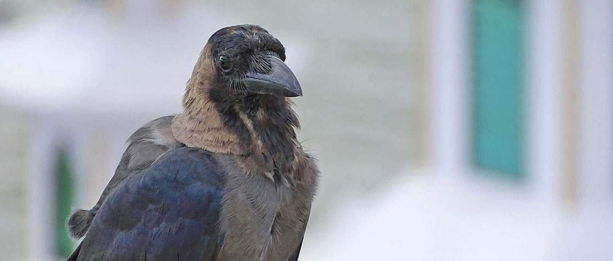 house crow up close