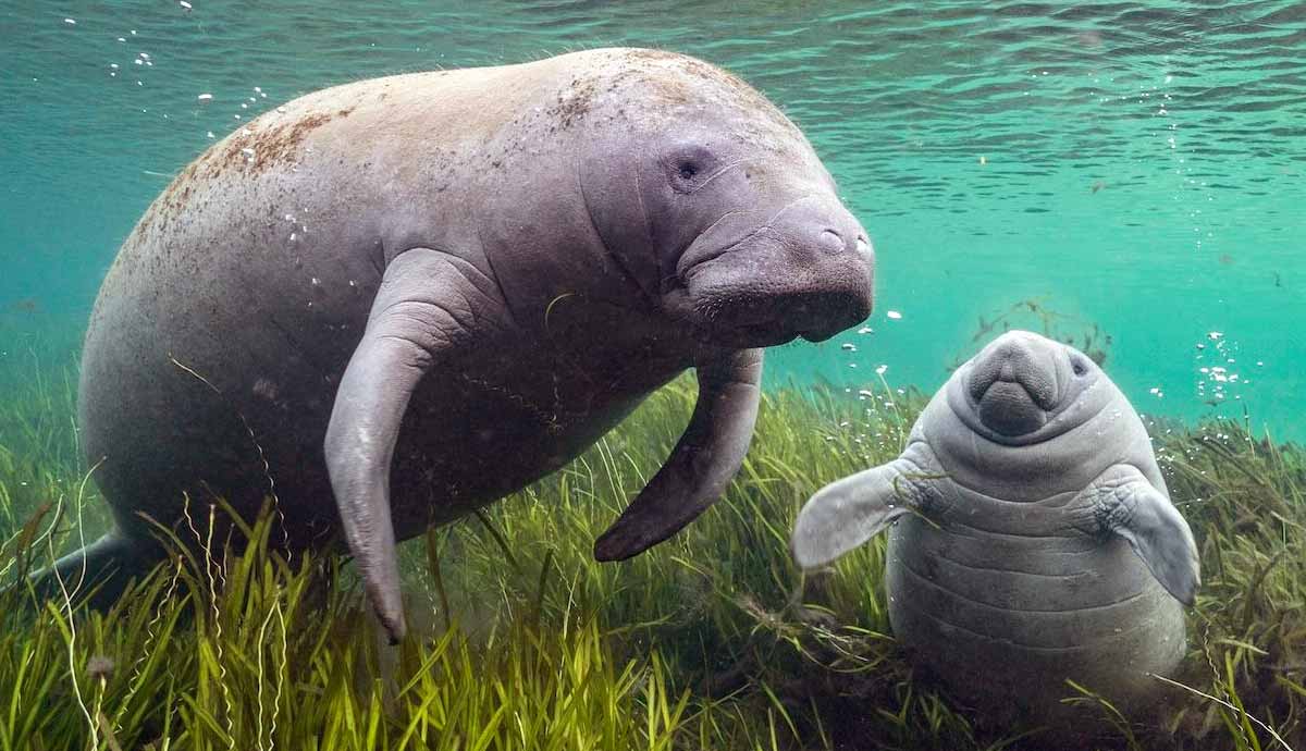 interesting facts about the manatee