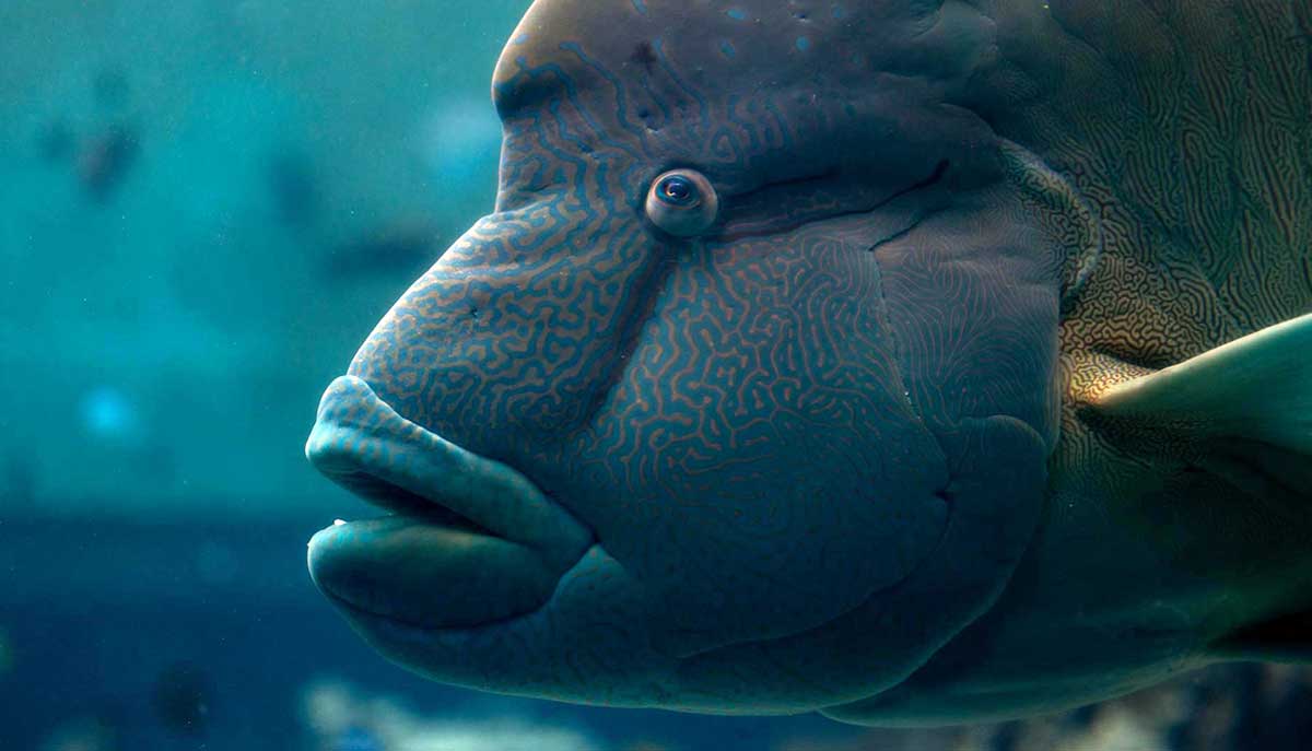 maori wrasse