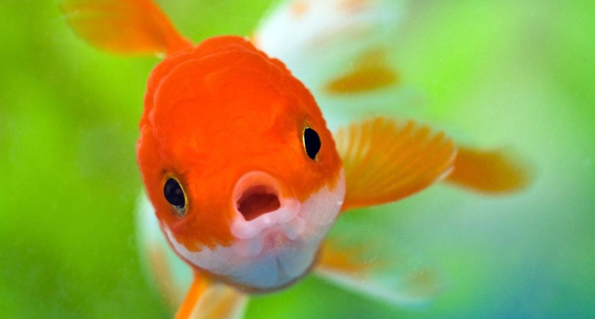orange goldfish