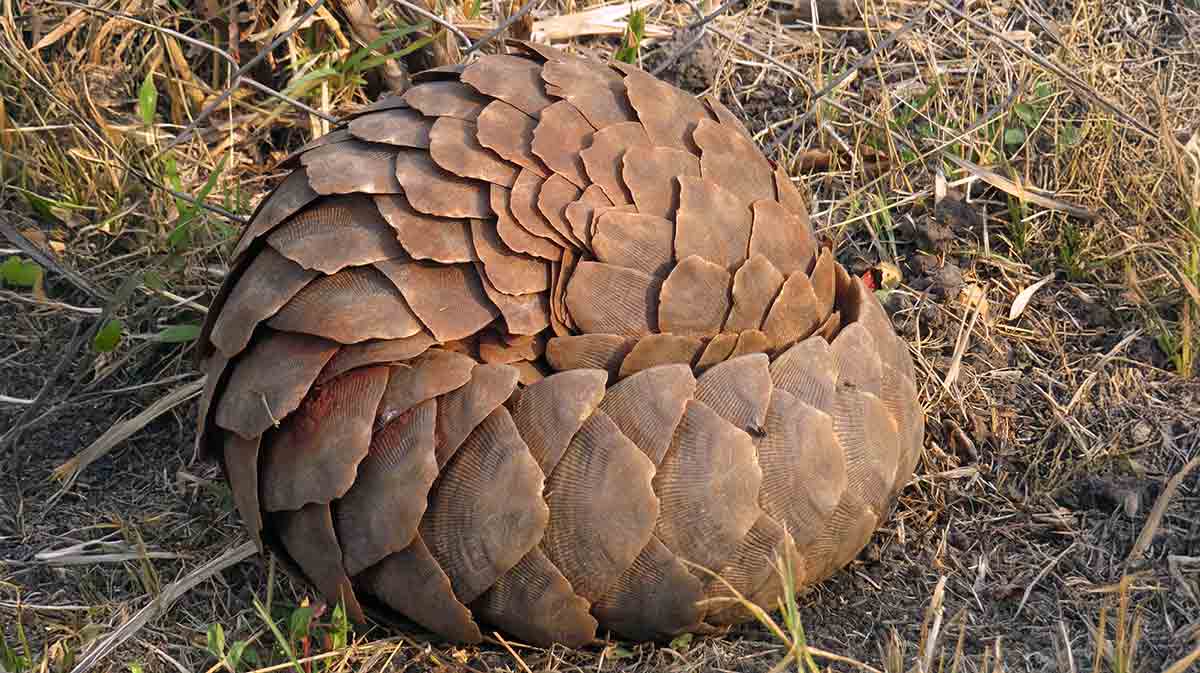 pangolin rolled ball
