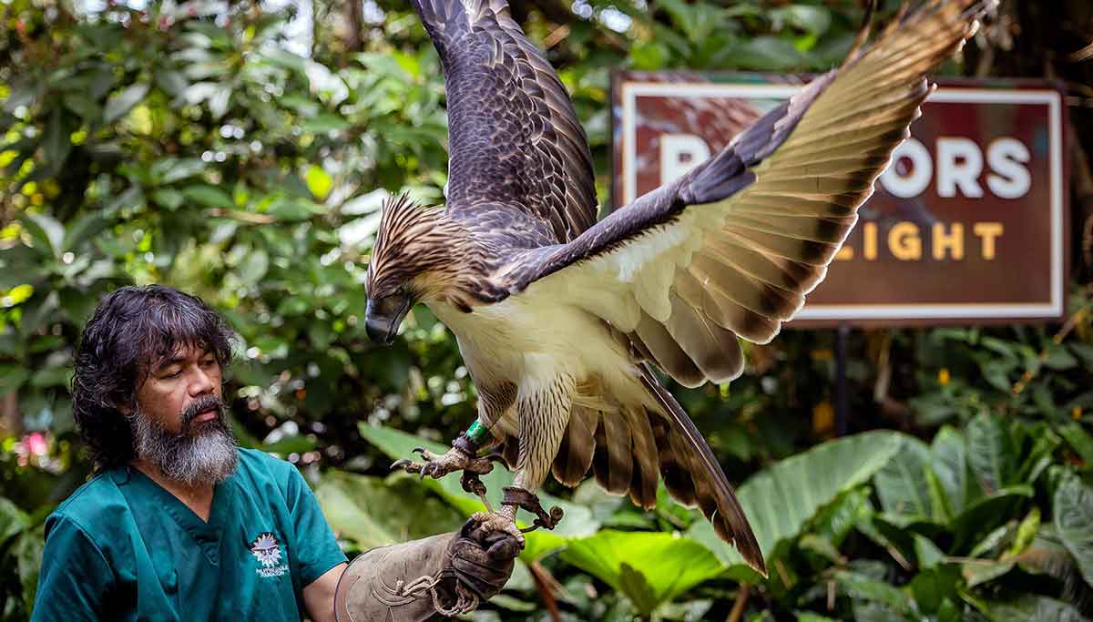 philippine eagle landing