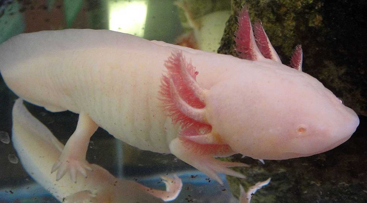 pink axolotl