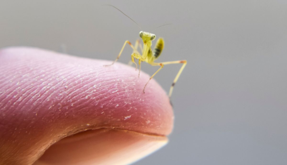 praying mantis nymph close up on thumb