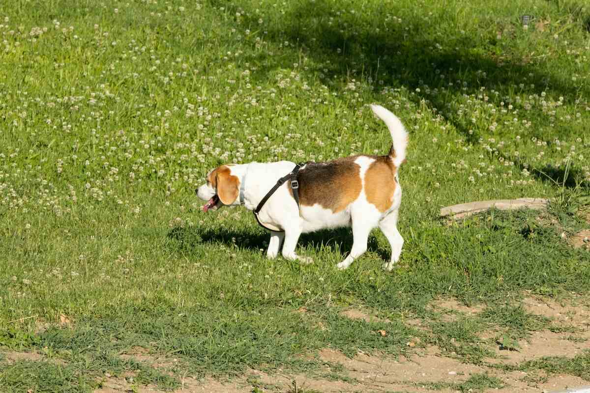 A young beagle explores a grassy area